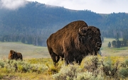Lamar Valley's Majestic Head Bull