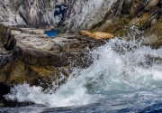 Kenai Fjord Seal