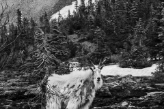 Billy Goat Gruff Billy Goat Gruff