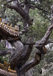 Forbidden City Garden