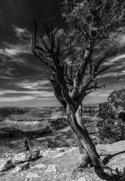 Grand Canyon II in B&W