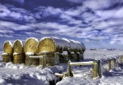 Winter Food