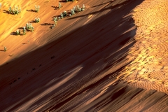 Coral Pink Sand Dunes State Paek Coral Pink Sand Dunes State Paek