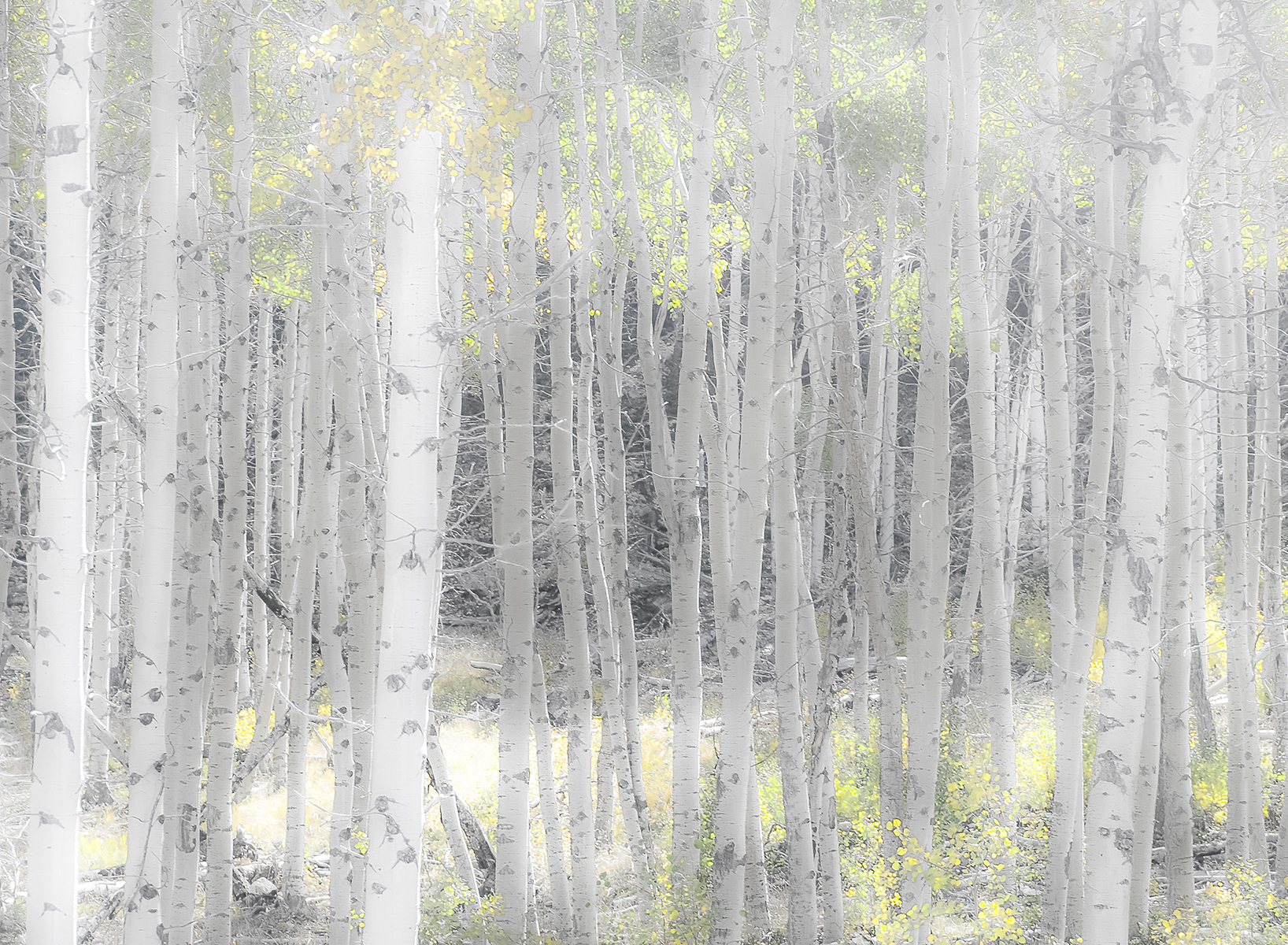 In late fall the aspen groves have an almost ethereal quality.